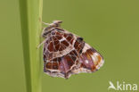 Map Butterfly (Araschnia levana)