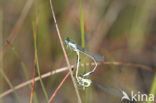 Lantaarntje (Ischnura elegans)