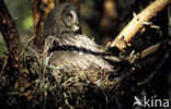Laplanduil (Strix nebulosa)