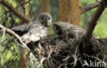 Laplanduil (Strix nebulosa)