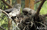 Laplanduil (Strix nebulosa)