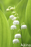 Lelietje-van-dalen (Convallaria majalis)