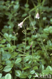 Twinflower (Linnaea borealis)