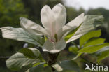 Magnolia (Magnolia spec.)