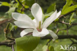 Magnolia spec.