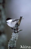 Matkop (Parus montanus) 