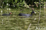 Meerkoet (Fulica atra)