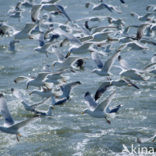 Meeuw (Larus spec.)