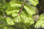 Moerascipres (Taxodium distichum)