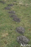 Mole (Talpa europaea)