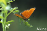 Scarce Copper (Lycaena virgaureae)