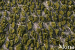 Moss