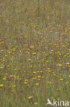 Mouse-ear Hawkweed (Hieracium pilosella)
