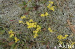 Biting Stonecrop (Sedum acre)