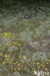 Biting Stonecrop (Sedum acre)