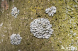 Stonewall rim lichen (Lecanora muralis)