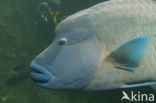 Humpback wrasse