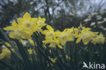 daffodil (Narcissus spec.)