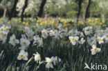 daffodil (Narcissus spec.)