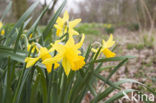daffodil (Narcissus spec.)