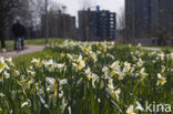 daffodil (Narcissus spec.)