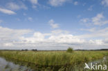 National Park Weerribben-Wieden