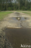 Wildlife crossing Het Groene Woud