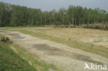 Wildlife crossing Het Groene Woud
