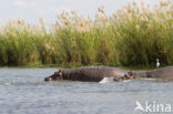 Nijlpaard (Hippopotamus amphibius) 