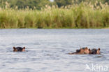 Nijlpaard (Hippopotamus amphibius) 