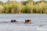 Nijlpaard (Hippopotamus amphibius) 