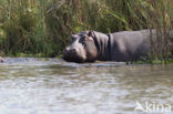 Nijlpaard (Hippopotamus amphibius) 