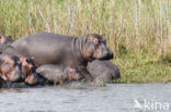 Nijlpaard (Hippopotamus amphibius) 