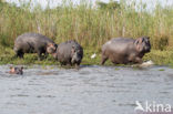 Nijlpaard (Hippopotamus amphibius) 