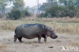 Nijlpaard (Hippopotamus amphibius) 