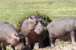 Nijlpaard (Hippopotamus amphibius) 