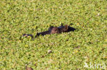 Hippopotamus (Hippopotamus amphibius) 