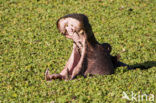 Hippopotamus (Hippopotamus amphibius) 