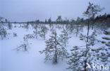 Northern Ostrobothnia