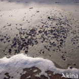 Northsea