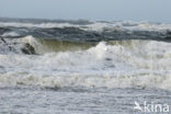 Northsea beach