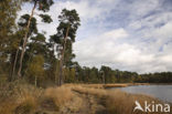 Oisterwijkse Bossen en Vennen