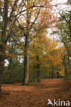 Oisterwijkse Bossen en Vennen