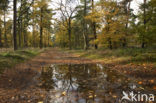 Oisterwijkse Bossen en Vennen