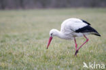 Ooievaar (Ciconia ciconia)