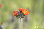 Oranje havikskruid (Hieracium aurantiacum)