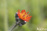 orange hawkweed (Hieracium aurantiacum)