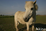 Paard (Equus spp)