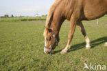 Paard (Equus spp)