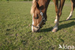 Paard (Equus spp)